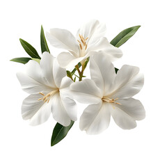 Fototapeta premium Three White Flowers with Green Leaves Isolated on Transparent Background