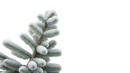 pine tree branches covered with snow (png)
