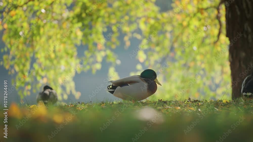 Poster A group of ducks sits on grass covered in scattered fall leaves, with a soft-focus forest background. A close-up parallax shot.