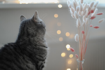 pets, christmas and hygge concept - tabby cat by garland lights at home. Cozy home atmosphere. Lazy winter weekend