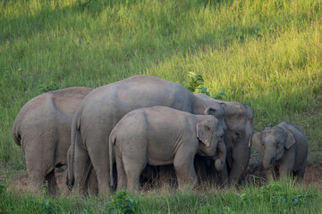 Fototapeta premium Elephants are large mammals and are the largest land animals. Wild elephants eat plants. They are big, have a small head, big legs, and have a trunk that reaches to the ground. That trunk is the nose.