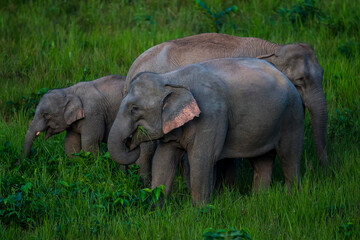 Fototapeta premium Elephants are large mammals and are the largest land animals. Wild elephants eat plants. They are big, have a small head, big legs, and have a trunk that reaches to the ground. That trunk is the nose.