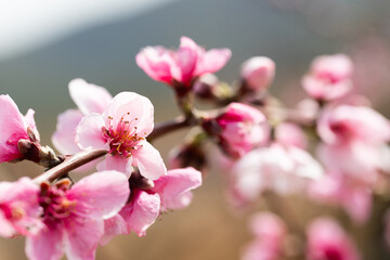 peach flowering trees in gardens in spring