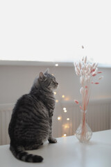 pets, christmas and hygge concept - tabby cat by garland lights at home. Cozy home atmosphere. Lazy winter weekend