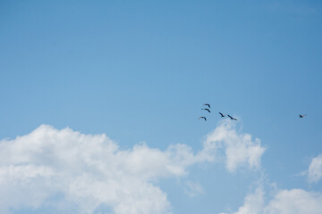 vol d'oiseaux et ciel duveteux