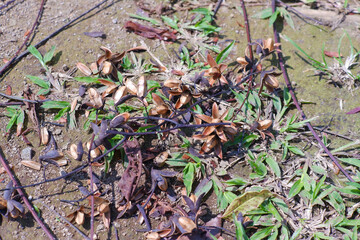 flowers and seeds of Cedrela montana or Cedrela odorata flowers that dry and fall on the mountai