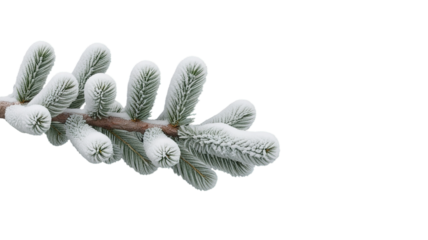 pine tree branches covered with snow (png)
