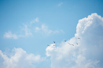 vol d'oiseaux et ciel duveteux