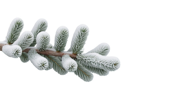 pine tree branches covered with snow (png)