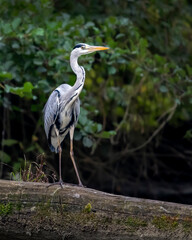 Héron cendré posé sur un arbre mort dans les étangs de La Dombes dans le département de l'Ain en France