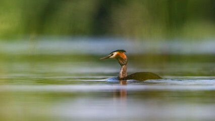 Grèbe huppée à la surface d'un étang dans La Dombes dans le département de l'Ain