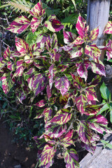 beautiful blooming coleus bush plant in flower garden