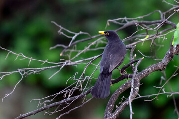 Merle noir mâle perché dans un arbre
