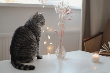 pets, christmas and hygge concept - tabby cat by garland lights at home. Cozy home atmosphere. Lazy winter weekend