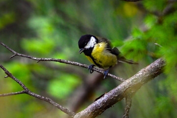 Mésange charbonnière juvénile posée sur une branche