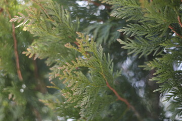 Green thuja branches texture. Frozen plants. Winter season. Forest details. Beauty in winter nature