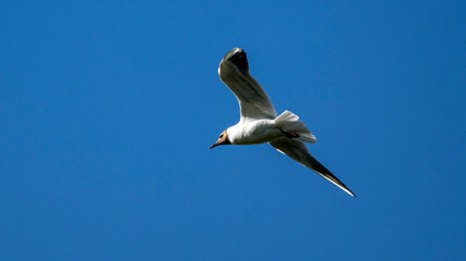 Mouette rieuse en plein vol dans un ciel bleu