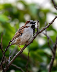 Moineau domestique posé sur une branche