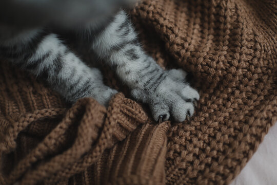Paws of a gray cat on knitted plaid. Top view. Cute picture. Concept of pets, cat grooming. Image for banner. cat's paw close-up, selective focus. Cute tabby cat in bed on warm blanket. Hygge concept