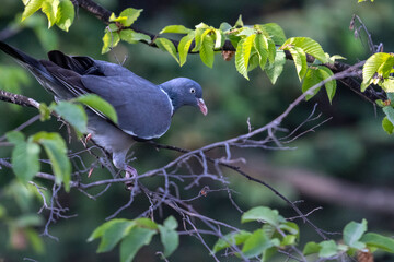 Pigeon ramier juché sur la branche d'un arbre