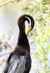 Australasian Darter anhinga bird preening its feathers