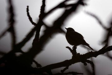 Silhouette d'un petit oiseau juché sur la branche d'un arbre à contre-jour