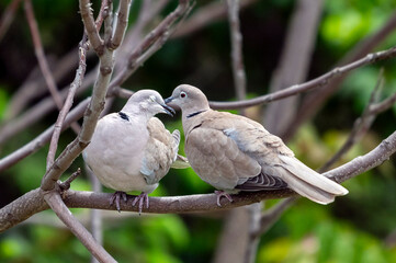 Couple de tourterelle turques juché sur une branche