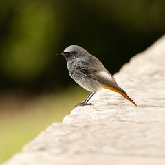 Male black redstart (Phoenicurus ochruros). Colorful small passerine bird in the genus Phoenicurus. Image with copy space.