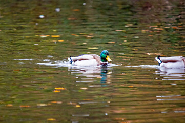 Männliche Stockente mit Reflektion im Wasser