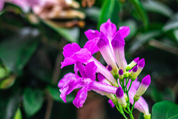 The colorful blooming flowers of the Garlic vine (Mansoa alliacea, Mansoa hymenaea) are also known as ajo sacha. This photo was taken in Myanmar with a high-resolution camera.