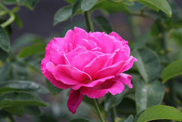 Beautiful pink rose flower on a plant in a garden