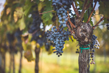 Bunches of blue grapes in the vineyard. Cabernet Franc grapes for making red wine in the harvesting. Detailed view of a grape vines in a vineyard in autumn, Hungary