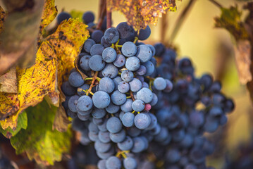Bunches of blue grapes in the vineyard. Cabernet Franc grapes for making red wine in the harvesting. Detailed view of a grape vines in a vineyard in autumn, Hungary