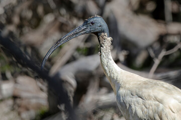 Australian White Ibis (Threskiornis molucca)