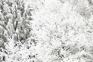 Winter forest white background. Beautiful snowy scenery in the forest. White snow-covered trees.