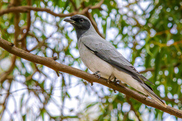 Black-faced Cuckooshrike (Coracina novaehollandiae)
