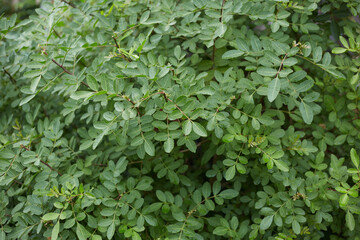 Brazilian pepper tree leaves background, natural green leaves background