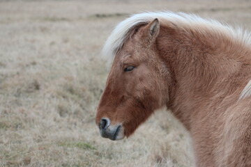 Fototapeta premium Blondes Do It Better
