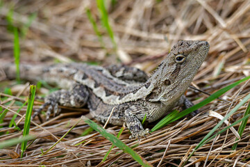 Jacky Dragon lizard (Amphibolurus muricatus)