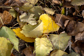 fallen autumn foliage of poplar
