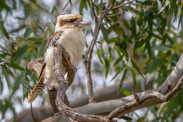 Laughing Kookaburra (Dacelo novaeguineae) 
