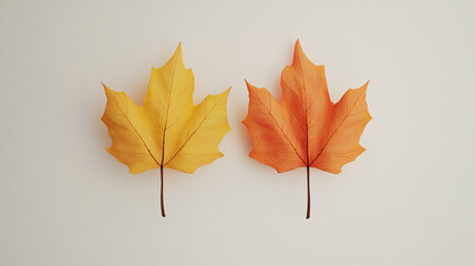 A close-up of two maple leaves in different shades, positioned on a light background, highlighting the beauty of nature's palette.