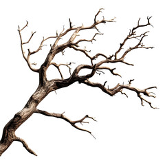 Fototapeta premium Twisted Tree Branch Isolated on Transparent Background with Detailed Knots and Rough Bark Texture