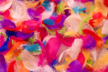 Colorful feather background, top view.