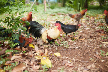 Rooster and hen in the garden, selective focus