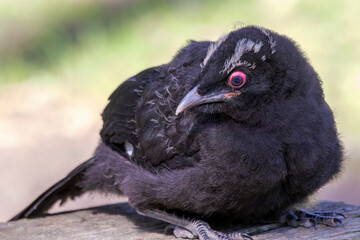 Young White-winged Chough (Corcorax melanorhamphos)