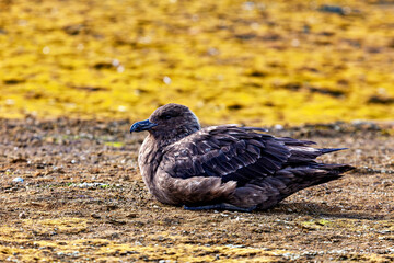 A Subantarctic Skua  in the wild