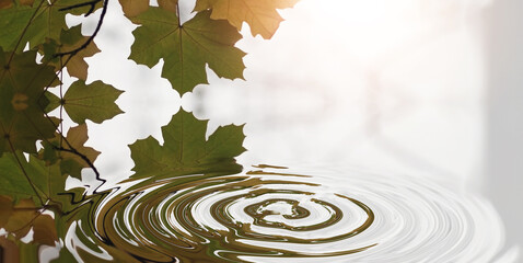 Waves, ripple and leaves with water, pattern and background for digital 3d texture. Environment, reflection and sustainability with nature, liquid and art deco for dynamic flow and visual light glow