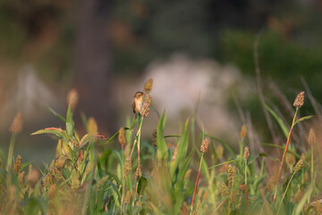 The vibrant baya weaver perched on a thin stalk with a cluster of small seeds on the top. The background is soft, blurred and brown in color. 