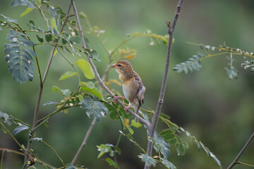 The beautiful, small Baya weaver perched on a tree branch with surrounding branches and leaves. The background is blurred and green in color.